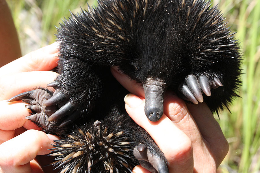 Echidna